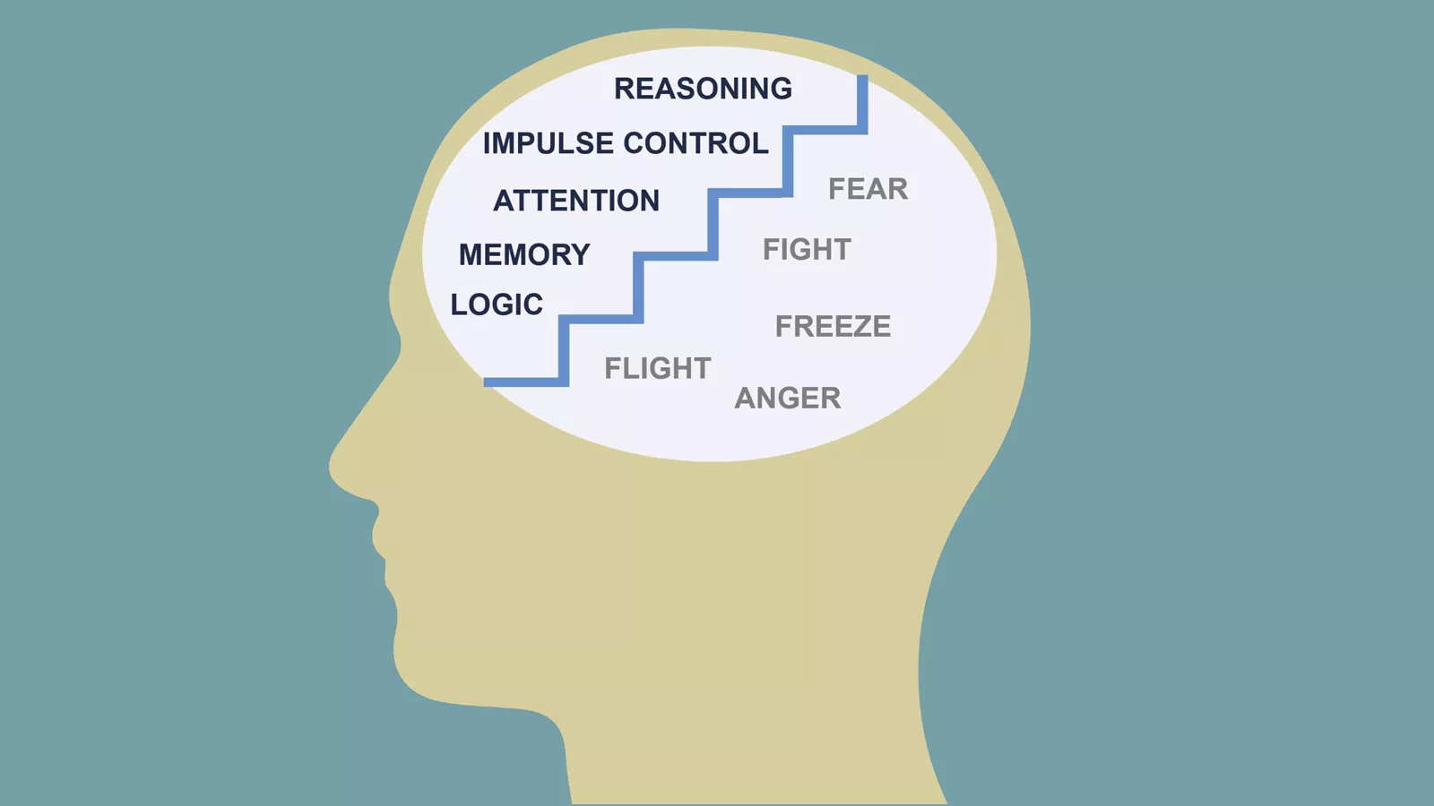 Illustration of the upstairs brain and downstairs brain, and how they connect to support emotional regulation in children.