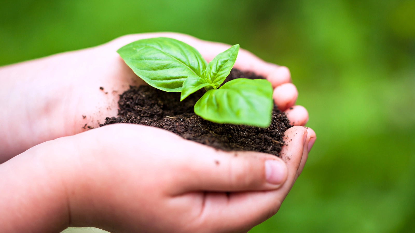 A child gently holds a small basil plant in their hands, showcasing their interest in nature and gardening.