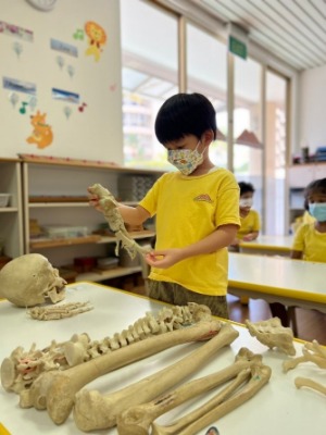 First-hand experience with the skeletal system